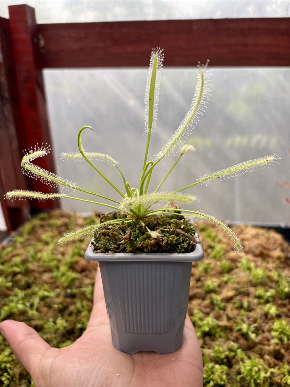 Drosera capensis albina en maceta gris