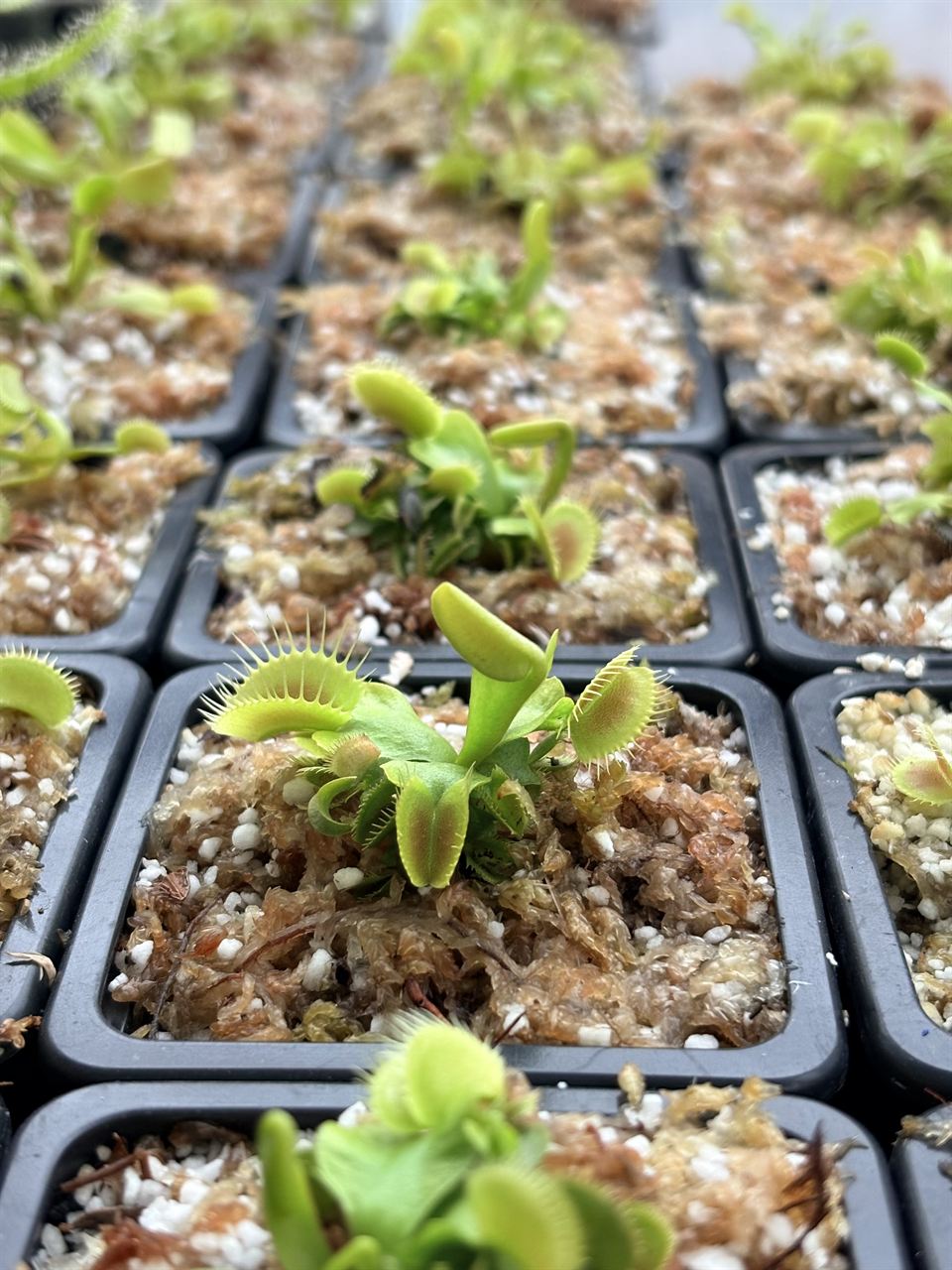 Bandeja con Venus atrapamoscas en cultivo